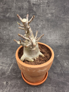 Adenium Ansu v terakotě XXL