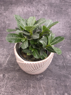 Adenium obesum 10 cm