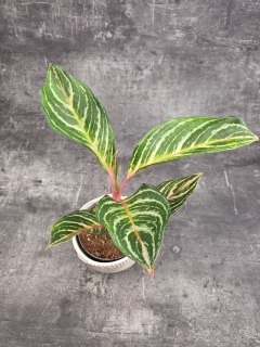 Aglaonema Dreamcatcher