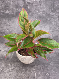 Aglaonema Jungle Red 