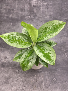 Aglaonema Lemon Mint