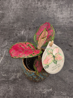Aglaonema Lucky Red mini