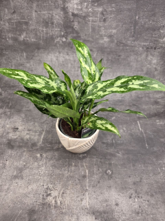 Aglaonema Maria