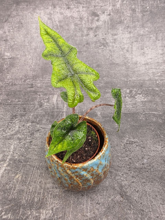 Alocasia Jacklyn mini