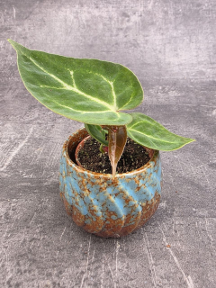 Anthurium Silver Blush mini