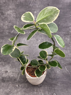 Hoya Blondie na kruhu