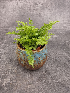Nephrolepsis Green Fantasy mini