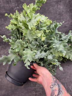 Phlebodium Davana XXL