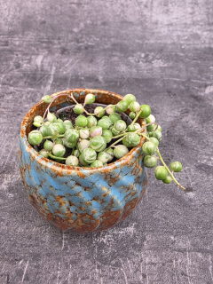 Senecio Rowleyanus variegata mini