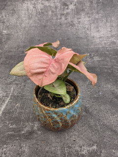 Syngonium Pink mini