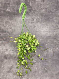 Hoya Puber