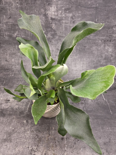 Platycerium Bifurcatum