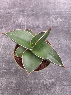 Sansevieria Ehrenbergii Samurai 9 cm