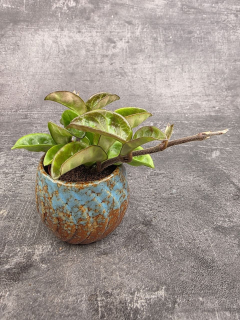 Hoya Krinkle