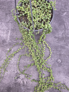 Senecio Rowleyanus závěs 