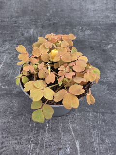 Oxalis žlutý 