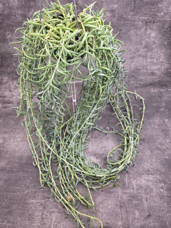 Senecio Radicans závěs 