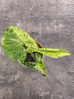 Syngonium Mottled mini