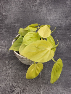 Philodendron Scandens Micans světlý
