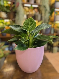 Keramický obal růžový na pr. 14cm