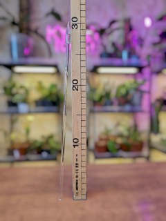 Opora rostlin - průhledná tyč 6mm/ 30cm